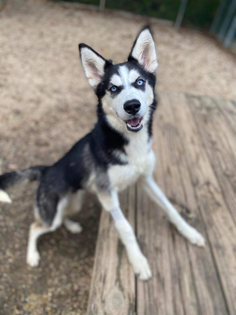 Dog for adoption Grace Ann, a Siberian Husky in Matawan, NJ Petfinder