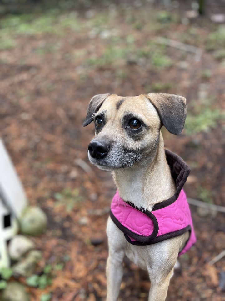 Cee Cee , an adoptable Terrier & Chihuahua Mix in Puyallup, WA_image-1