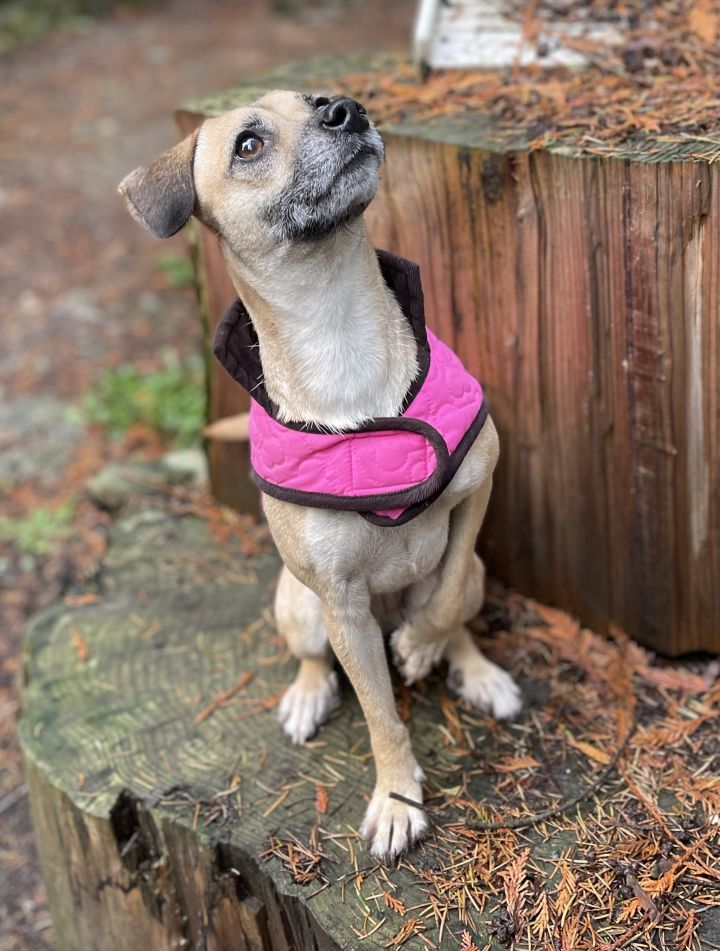 Cee Cee , an adoptable Terrier & Chihuahua Mix in Puyallup, WA_image-3