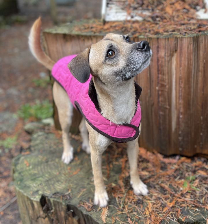 Cee Cee , an adoptable Terrier & Chihuahua Mix in Puyallup, WA_image-5