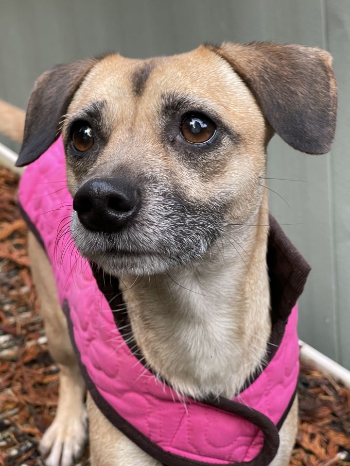Cee Cee , an adoptable Terrier & Chihuahua Mix in Puyallup, WA_image-6
