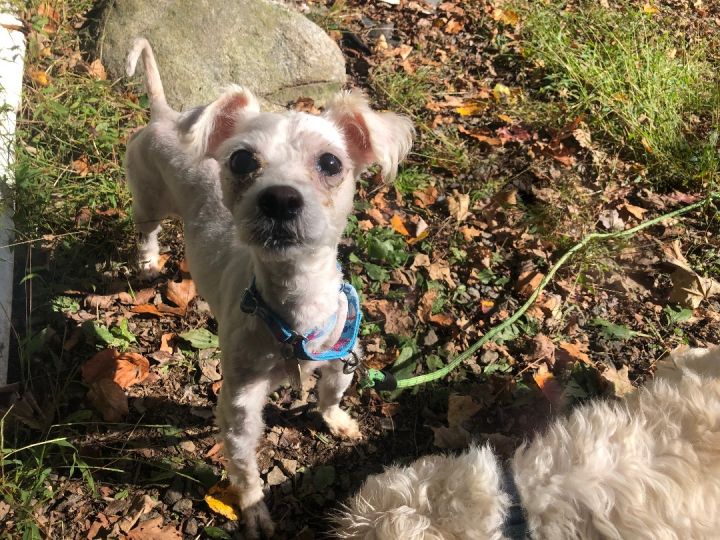 Maltese schnauzer 2024 poodle mix