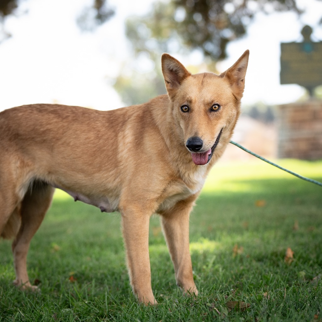 Nakita, an adoptable Shepherd, Cattle Dog in Fort Lupton, CO, 80621 | Photo Image 1