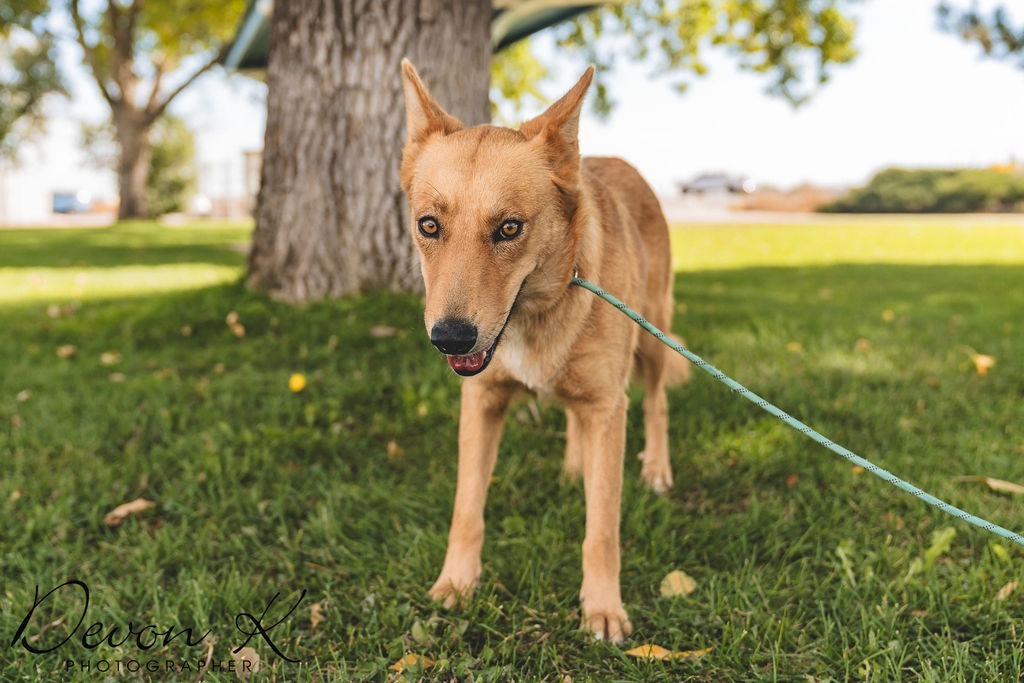 Nakita, an adoptable Shepherd, Cattle Dog in Fort Lupton, CO, 80621 | Photo Image 2