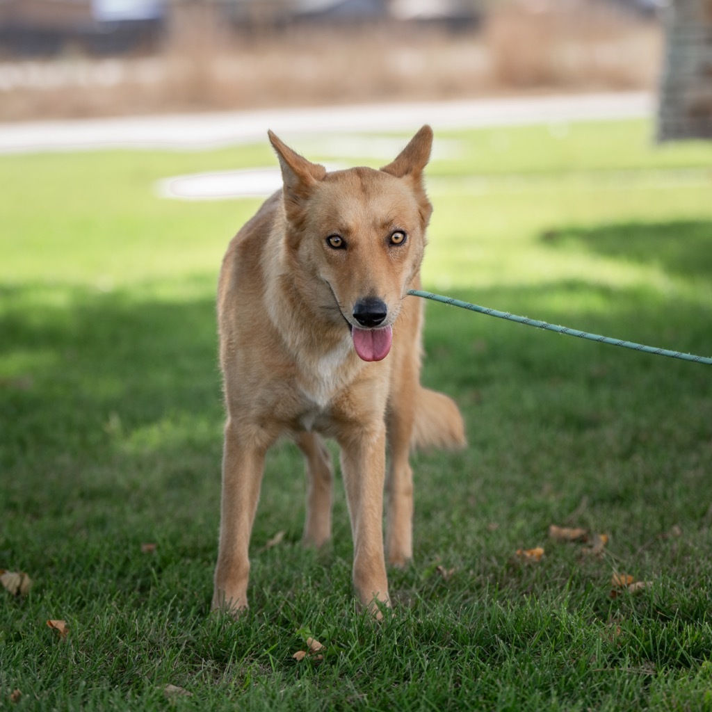 Nakita, an adoptable Shepherd, Cattle Dog in Fort Lupton, CO, 80621 | Photo Image 3