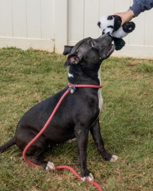Johansen - IN FOSTER Mixed Breed Dog