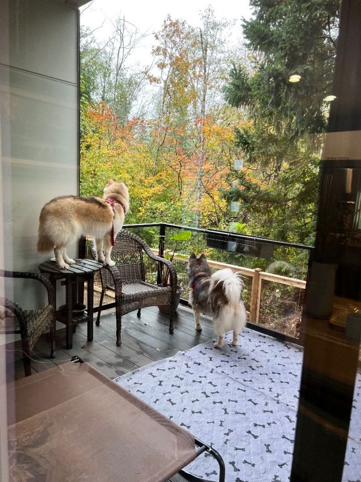 Gyda, an adoptable Siberian Husky Mix in Vancouver, BC_image-6