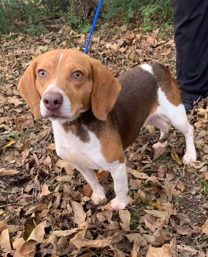 Chocolate sales beagle puppy