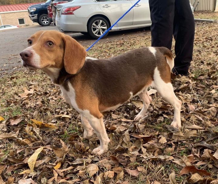 Chocolate beagle outlet puppy