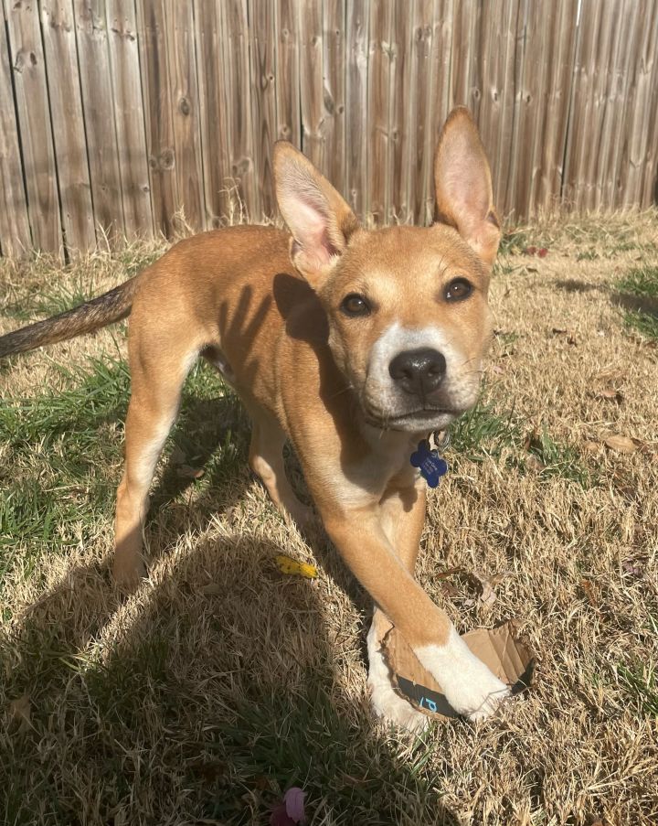 Whiskey, an adoptable Mixed Breed in Springfield, MO_image-1