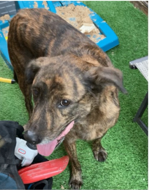 Hound and cheap retriever mix