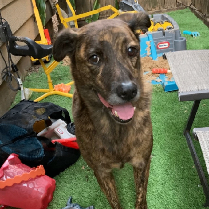 Dog for adoption - Zuko, a Plott Hound & Golden Retriever Mix in