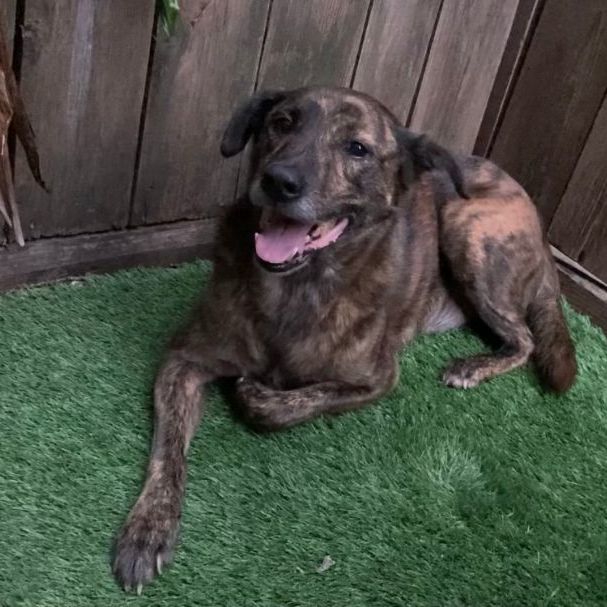 Plott hound deals retriever mix