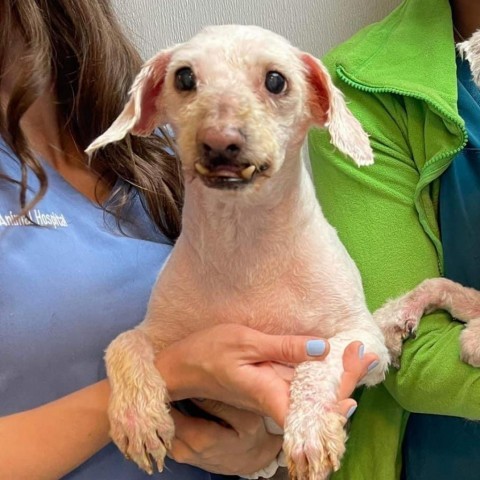 Freedom Sunset F, an adoptable Poodle in Las Vegas, NV, 89145 | Photo Image 1