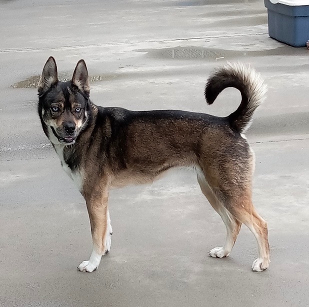 Frankie, an adoptable German Shepherd Dog, Husky in Blountville, TN, 37617 | Photo Image 1
