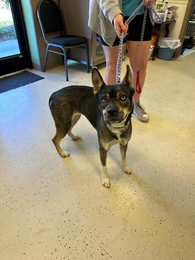 Frankie, an adoptable German Shepherd Dog, Husky in Blountville, TN, 37617 | Photo Image 2