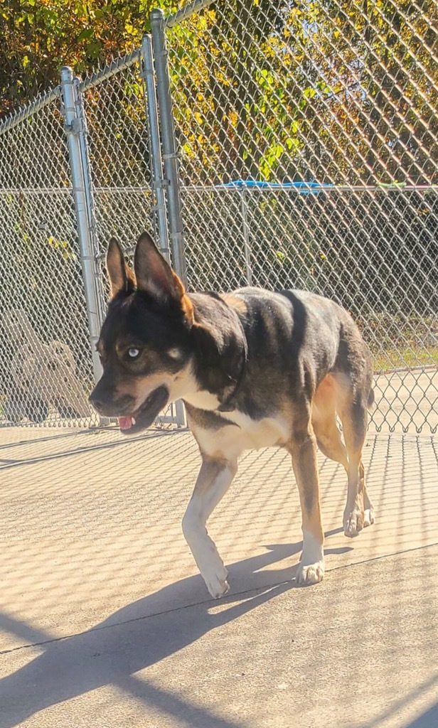 Frankie, an adoptable German Shepherd Dog, Husky in Blountville, TN, 37617 | Photo Image 3