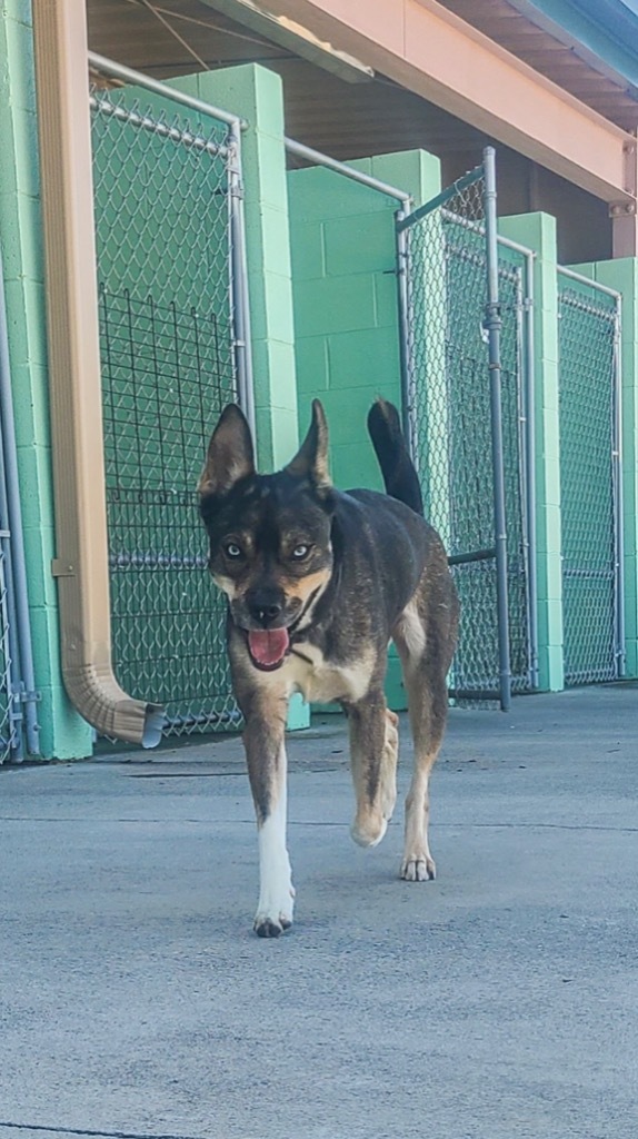 Frankie, an adoptable German Shepherd Dog, Husky in Blountville, TN, 37617 | Photo Image 4