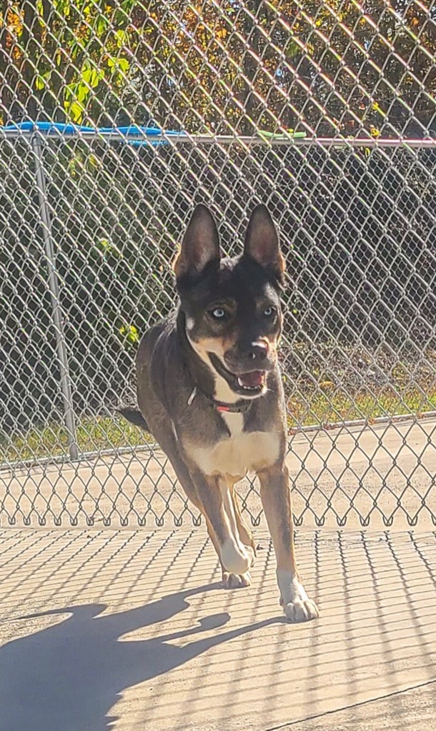 Frankie, an adoptable German Shepherd Dog, Husky in Blountville, TN, 37617 | Photo Image 5