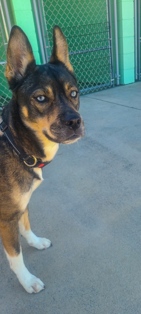 Frankie, an adoptable German Shepherd Dog, Husky in Blountville, TN, 37617 | Photo Image 6