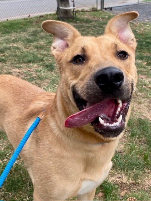 Java, an adoptable Shepherd in Chico, CA, 95928 | Photo Image 1