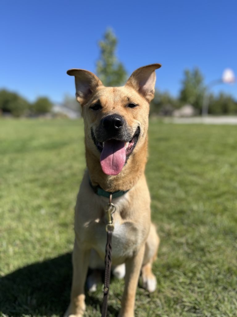 Java, an adoptable Shepherd in Chico, CA, 95928 | Photo Image 1