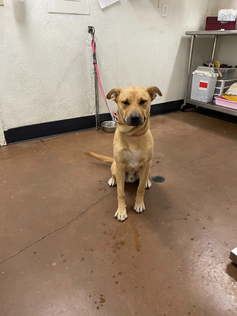 Java, an adoptable Shepherd in Chico, CA, 95928 | Photo Image 2