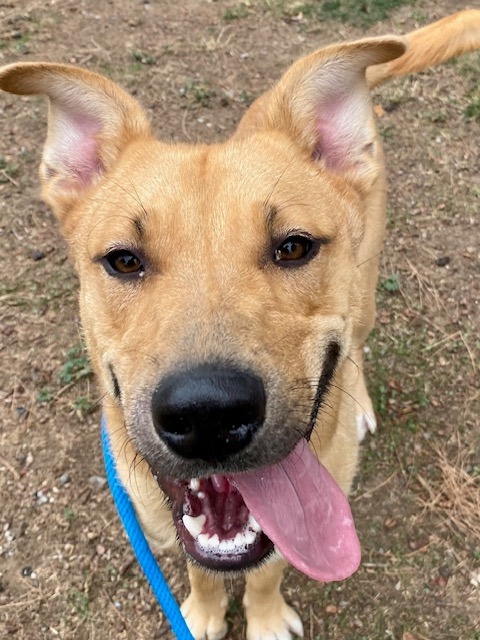 Java, an adoptable Shepherd in Chico, CA, 95928 | Photo Image 3