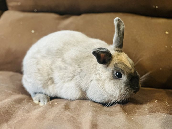 Nani (Rabbit) 1
