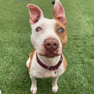 Chance is a sweet affectionate dog hoping to be your next best friend Despite 