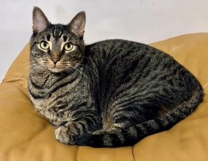 Cedric American Shorthair Cat
