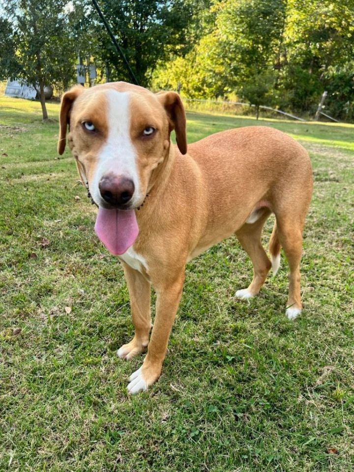 American leopard best sale hound rescue