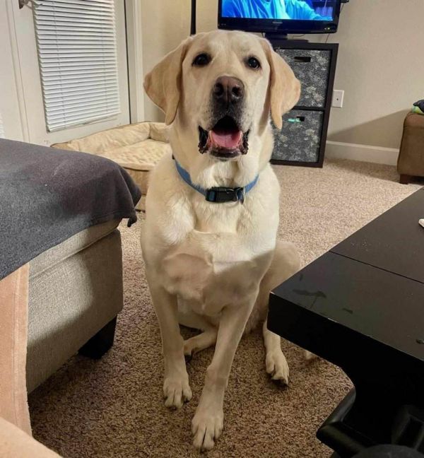 Cooper