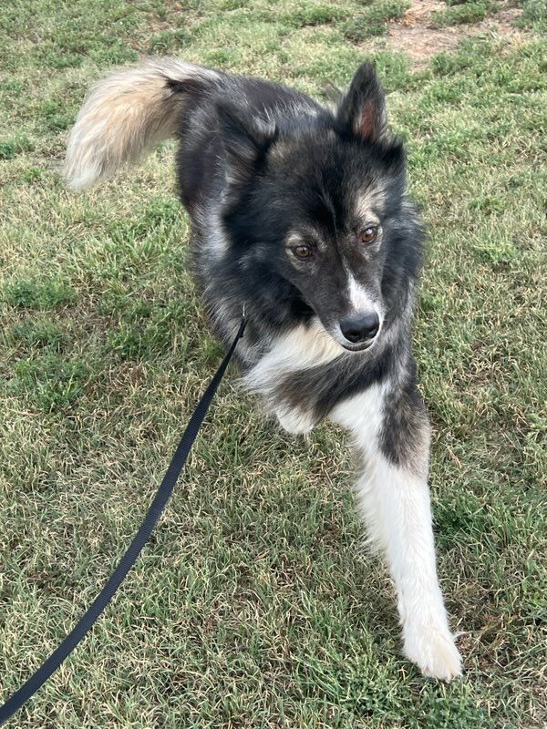 Dog for adoption Sigmar, a Husky Mix in Plainview, TX Petfinder