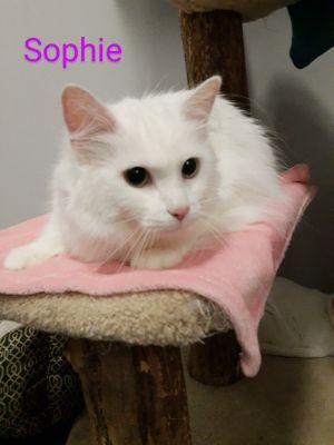 Sophie