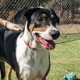 Chloe, an adoptable Coonhound in Flagstaff, AZ, 86001 | Photo Image 1
