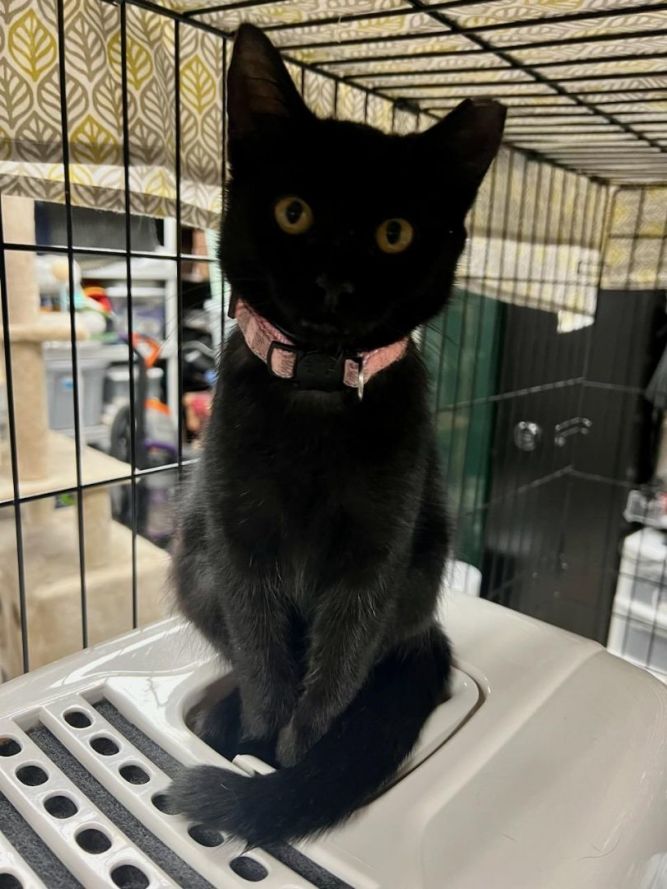 Jude - Polydacty 
