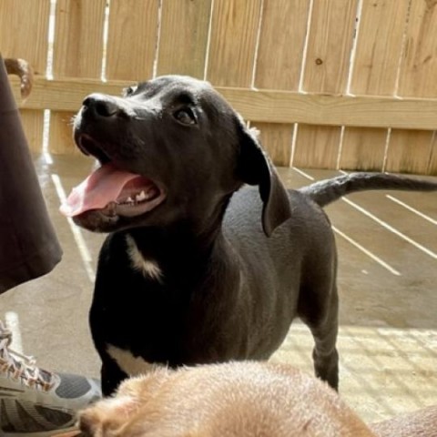 Barium, an adoptable Labrador Retriever & Terrier Mix in Freeport, FL_image-1