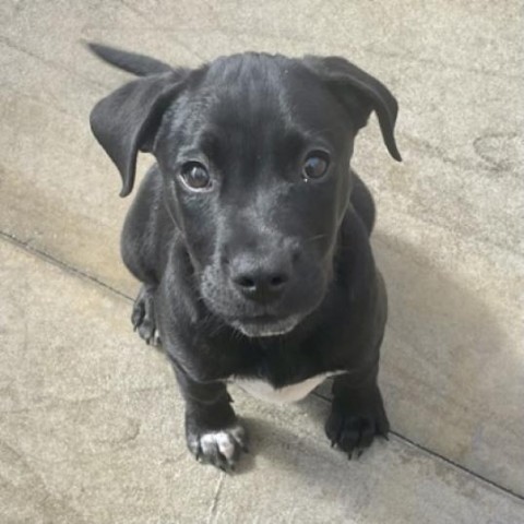 Barium, an adoptable Labrador Retriever & Terrier Mix in Freeport, FL_image-2