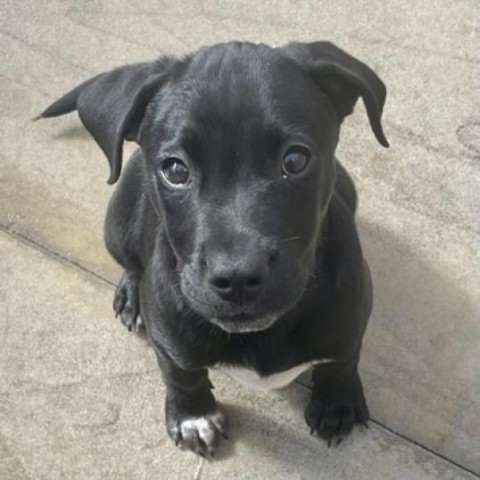 Barium, an adoptable Labrador Retriever & Terrier Mix in Freeport, FL_image-3