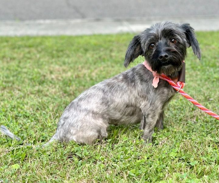 Cairn terrier shih tzu hot sale mix