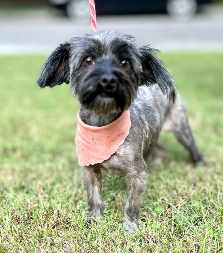 Cairn terrier best sale cross shih tzu