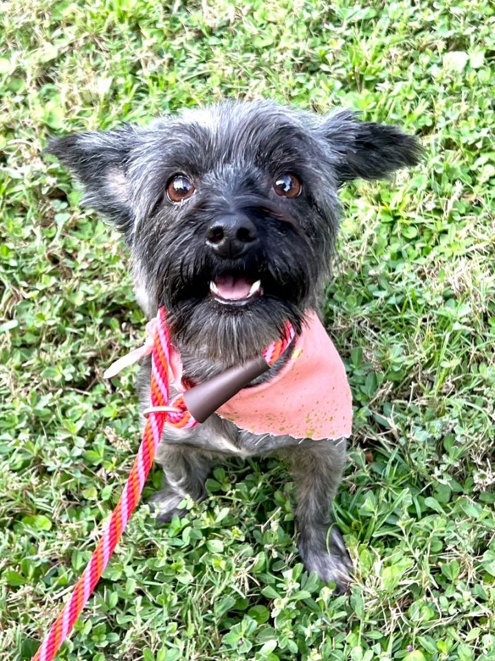 Cairn terrier hot sale shih tzu