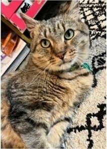 Jags, an adoptable Domestic Short Hair & Tabby Mix in Denver, CO_image-5