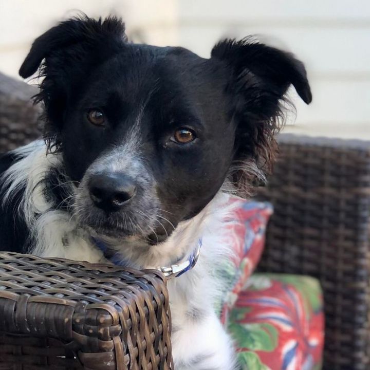 Border collie brittany mix hot sale puppies