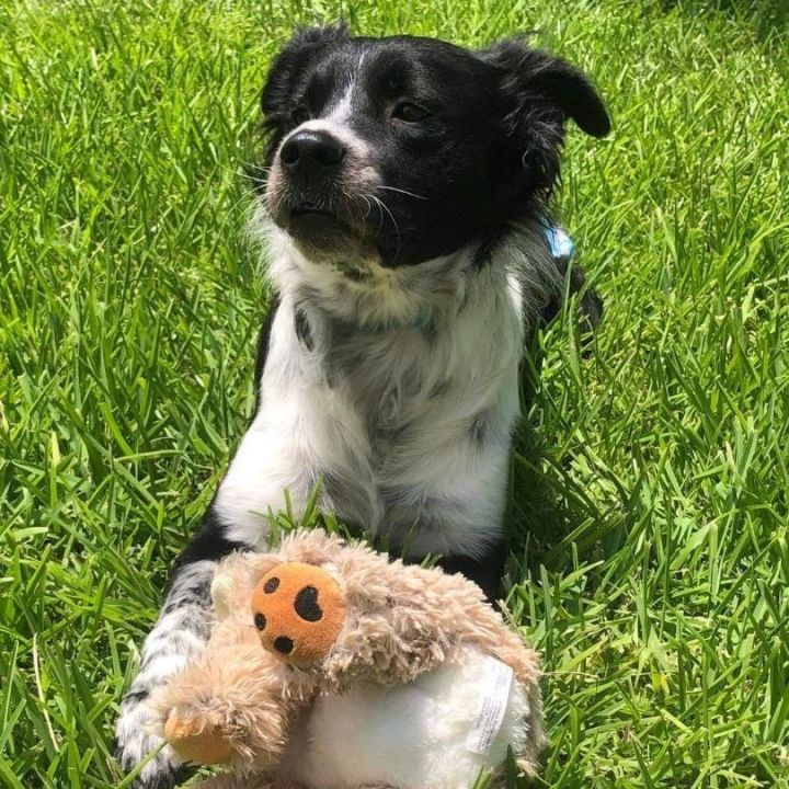 Brittany best sale border collie