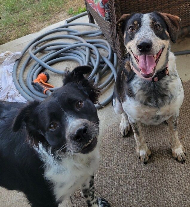 Border collie best sale brittany spaniel