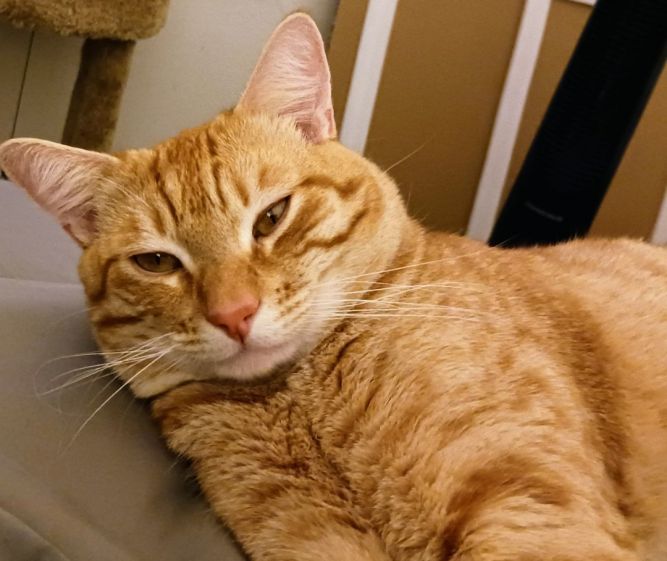 Butters