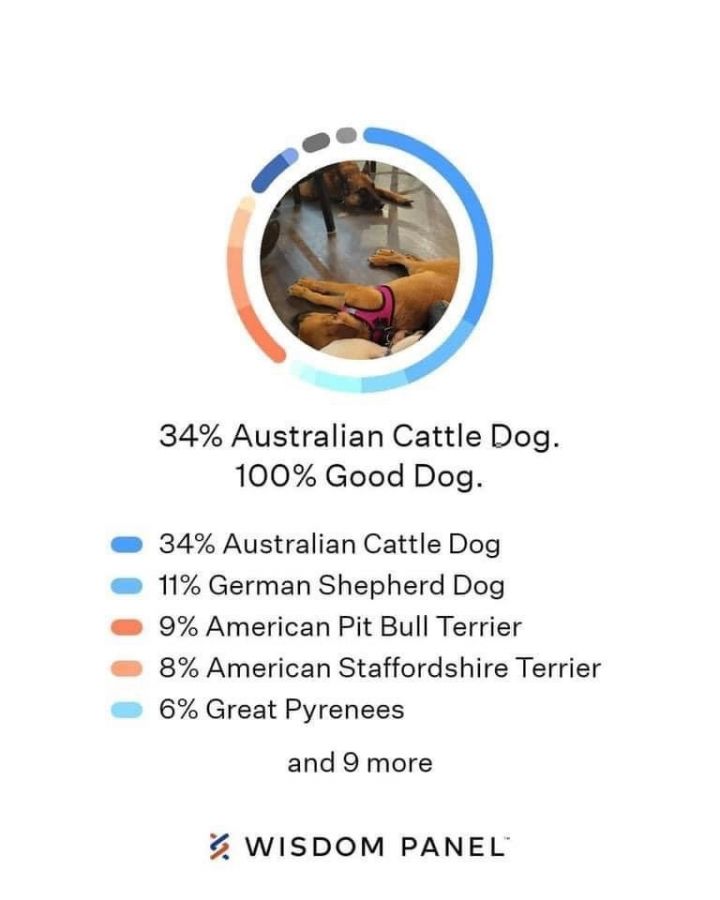 Orca, an adoptable Australian Cattle Dog / Blue Heeler & German Shepherd Dog Mix in Maurertown, VA_image-2