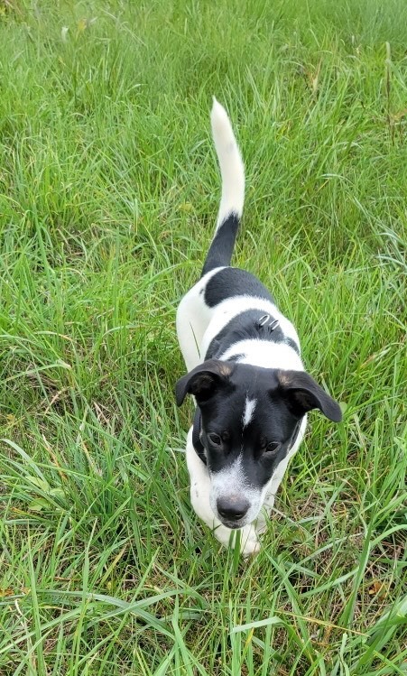 Orca, an adoptable Australian Cattle Dog / Blue Heeler & German Shepherd Dog Mix in Maurertown, VA_image-3